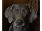 Weimaraner DOG FOR ADOPTION ADN-823059 - Isis