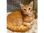 Adopt Luca a Domestic Shorthair / Mixed (short coat) cat in Phoenix