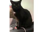 Adopt Sriracha a Black (Mostly) Domestic Shorthair (short coat) cat in White