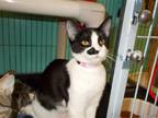 Adopt Chuckles a Black & White or Tuxedo American Shorthair / Mixed (short coat)