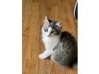 Adopt Rosie's Prince a Gray, Blue or Silver Tabby Domestic Mediumhair / Mixed