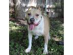 Leo, American Pit Bull Terrier For Adoption In Helotes, Texas