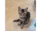 Schnapps, Domestic Shorthair For Adoption In Archer, Florida