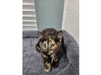 Triska, Domestic Shorthair For Adoption In Archer, Florida