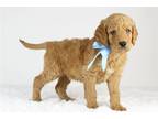 Goldendoodle Puppy for sale in Saint Louis, MO, USA