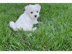 Maltese Puppy for sale in Portland, OR, USA