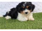 Cavachon Puppy for sale in Canton, OH, USA