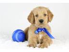 Goldendoodle Puppy for sale in Saint Louis, MO, USA