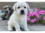 Labrador Retriever Puppy for sale in Evansville, IN, USA