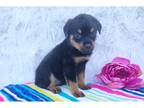 Rottweiler Puppy for sale in Fort Wayne, IN, USA