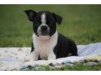 Boston Terrier Puppy for sale in Joplin, MO, USA