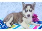 Siberian Husky Puppy for sale in Fort Wayne, IN, USA