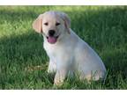 Labrador Retriever Puppy for sale in Kansas City, MO, USA