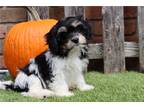 Cavachon Puppy for sale in Canton, OH, USA