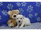 Bichon Frise Puppy for sale in Fort Wayne, IN, USA