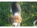 Beagle Puppy for sale in Springfield, MO, USA