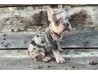 French Bulldog Puppy for sale in Fayetteville, AR, USA