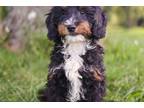 Mutt Puppy for sale in Dayton, OH, USA