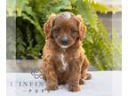 Cavapoo PUPPY FOR SALE ADN-823371 - Cavapoo