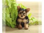 Yorkshire Terrier PUPPY FOR SALE ADN-823394 - Yorkshire Terrier