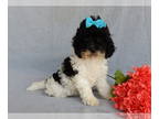 Cockapoo PUPPY FOR SALE ADN-823564 - Charlotte