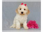 Cockapoo PUPPY FOR SALE ADN-823567 - Callie