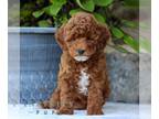 Goldendoodle (Miniature) PUPPY FOR SALE ADN-823687 - Mini Goldendoodle