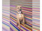 Catahoula Leopard Dog-Staffordshire Bull Terrier Mix DOG FOR ADOPTION