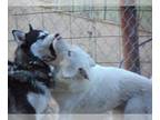 Siberian Husky DOG FOR ADOPTION RGADN-1090334 - Iris - Siberian Husky / Jindo