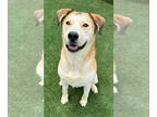 Alaskan Malamute-German Shepherd Dog Mix DOG FOR ADOPTION RGADN-1175783 - Teddy