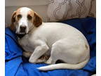 American Foxhound-Basset Hound Mix DOG FOR ADOPTION RGADN-1338792 - MILES -