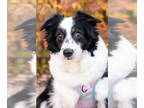 Australian Shepherd DOG FOR ADOPTION RGADN-1338835 - Harper - Australian