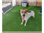 Boxer Mix DOG FOR ADOPTION RGADN-1338877 - COWGIRL - Australian Cattle Dog/Blue