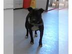 American Pit Bull Terrier DOG FOR ADOPTION RGADN-1338935 - GHOST - Pit Bull