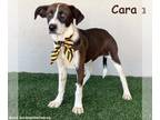 Chocolate Labrador retriever Mix DOG FOR ADOPTION RGADN-1338967 - Cara -