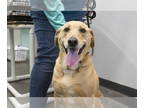 Labrador Retriever Mix DOG FOR ADOPTION RGADN-1338983 - Myra (Mya) - Labrador