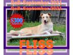 German Shepherd Dog-Saluki Mix DOG FOR ADOPTION RGADN-1339168 - FLISS - German