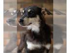 Dachshund Mix DOG FOR ADOPTION RGADN-1339223 - Pencil - Dachshund / Mixed Dog