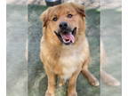 Golden Retriever Mix DOG FOR ADOPTION RGADN-1339460 - Smiley - Golden Retriever