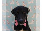 Labrador Retriever-Spaniel Mix DOG FOR ADOPTION RGADN-1339562 - Baby2 - Spaniel