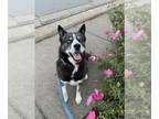 Siberian Husky Mix DOG FOR ADOPTION RGADN-1339658 - SADIE - Siberian Husky /