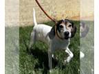 Beagle Mix DOG FOR ADOPTION RGADN-1339820 - Claire - Beagle / Mixed (short coat)