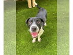 Border Collie Mix DOG FOR ADOPTION RGADN-1339826 - Junimo - Border Collie /