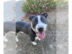 American Pit Bull Terrier Mix DOG FOR ADOPTION RGADN-1339841 - *PAUL - Pit Bull