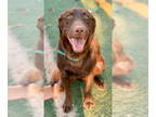 Labrador Retriever DOG FOR ADOPTION RGADN-1339938 - Monty - Labrador Retriever