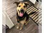 German Shepherd Dog Mix DOG FOR ADOPTION RGADN-1339945 - DUKE #17 - German