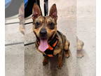 German Shepherd Dog Mix DOG FOR ADOPTION RGADN-1339951 - Ranger *Foster or