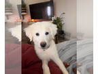 Great Pyrenees DOG FOR ADOPTION RGADN-1340004 - Karma - Great Pyrenees (long