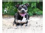 Rottweiler Mix DOG FOR ADOPTION RGADN-1340024 - CAPONE - Rottweiler / Mixed