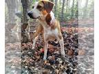 Treeing Walker Coonhound Mix DOG FOR ADOPTION RGADN-1340180 - Jolene - Treeing